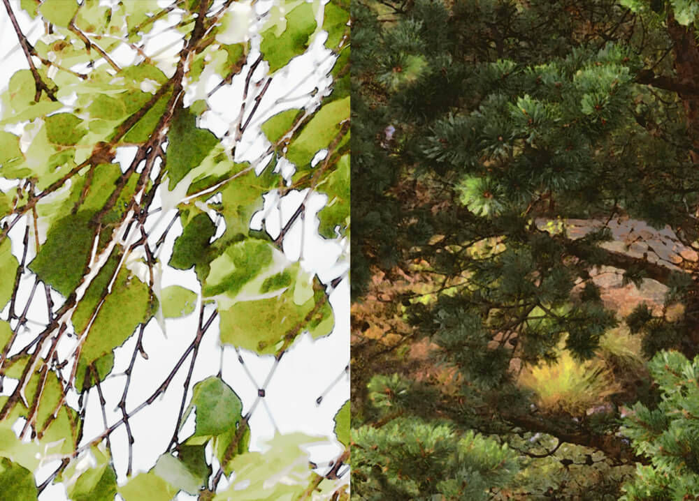 Leaves-Pinetree